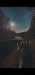 Training of lease, Dieren en Toebehoren, Ophalen, Overige soorten