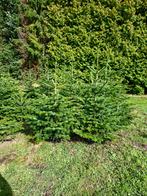 Nordmann kerstbomen en omorika's, Ophalen, Overige soorten, 100 tot 250 cm