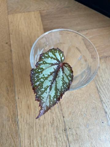 🪴 Begonia rex salsa bladbegonia geworteld stekje beschikbaar voor biedingen