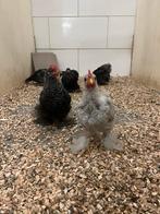 Trio jonge cochin krielen en diverse andere kippen, Meerdere dieren, Kip