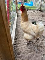 2 kippen, Dieren en Toebehoren, Pluimvee, Vrouwelijk, Kip