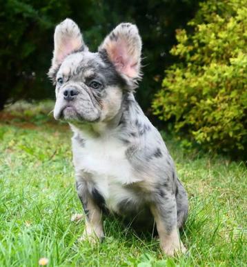 Super gaaf blauw tricolor Merle fluffy Franse Bulldog reu beschikbaar voor biedingen