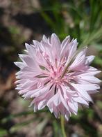Korenbloem roze laag, Tuin en Terras, Ophalen of Verzenden