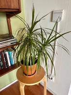 Drakenbloedboom (Dracaena marginata) kamerplant incl pot, Ophalen, Palm, Halfschaduw, In pot