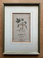 Oude Franse Botanische Prent - Acer Pseudoplatanus, Ophalen
