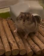 Hamster  zoekt bejaardenhuis, Dieren en Toebehoren, Hamster, Mannelijk, November, Tam