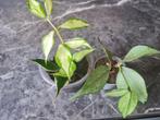 Hoya polyneura inner variegata, Overige soorten, In pot, Minder dan 100 cm, Bloeiende kamerplant