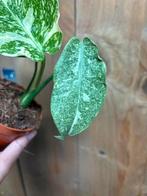 Monstera thai constellation plant mint green snow variegata, Huis en Inrichting, Ophalen of Verzenden, Halfschaduw, Minder dan 100 cm
