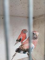 Roze bourkes parkieten, Dieren en Toebehoren, Vogels | Parkieten en Papegaaien, Meerdere dieren, Parkiet