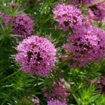 Zaden Phuopsis stylosa beschikbaar voor biedingen