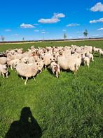 Begrazings schapen., Schaap, Meerdere dieren