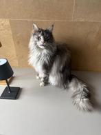 Maine Coon herplaatser, Poes, Gechipt, 3 tot 5 jaar