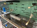 Kanarie, Dieren en Toebehoren, Vogels | Kanaries, Meerdere dieren, Kleurkanarie