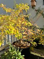 Diverse struiken en vaste planten, Overige soorten, Vaste plant, Ophalen of Verzenden, Halfschaduw