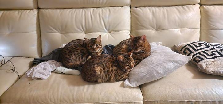 Bengaal  (1 of 2x), Dieren en Toebehoren, Katten en Kittens | Raskatten | Korthaar, Meerdere dieren, 0 tot 2 jaar, Met stamboom