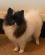 Prachtige lieve mini pomeriaan/Pomeranian teefje 6 maanden, Dieren en Toebehoren, Honden | Poolhonden, Keeshonden en Oertypen