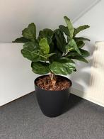 Ficus Lyrata op stam kunstplant - Hoogte 90 cm, Ophalen, Nieuw, Binnen