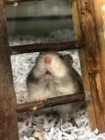 Russische dwerghamster | Jonge hamsters | Meerdere kleuren, Dieren en Toebehoren, Vrouwelijk, Hamster, Tam