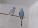 koppel kleine grasparkieten blauw..., Dieren en Toebehoren, Vogels | Parkieten en Papegaaien, Meerdere dieren, Parkiet, Geringd