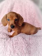 Prachtige dwergteckel pupjes, Parvo, België, Particulier, 8 tot 15 weken