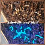 Spirobollelus sp 'Maui', Eén persoon