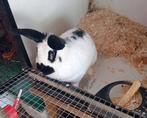 Lotharinger konijn voedster, Dieren en Toebehoren, Vrouwelijk, Groot, 3 tot 5 jaar