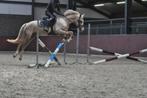 knappe 3.5 jarige palomino nrps pony, Dieren en Toebehoren, Pony's, Merrie, B, Dressuurpony, 3 tot 6 jaar