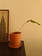 Plant Calathea Musaica/Network, Ophalen, Overige soorten, Halfschaduw, Minder dan 100 cm