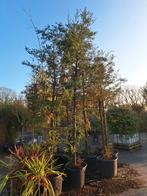 Sequoia sempervirens,  grote maten uitverkoop, Tuin en Terras, Planten | Bomen, Overige soorten, Zomer, Ophalen, Volle zon