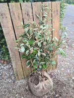 Olijfwilg haagplanten in alle maten, Ophalen of Verzenden, Overige soorten, Haag, Minder dan 100 cm
