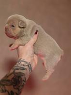 Franse bulldog pups (top bloedlijnen!), Dieren en Toebehoren, België, Fokker | Hobbymatig, Rabiës (hondsdolheid), 8 tot 15 weken