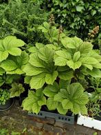 Stekken van vaste planten en grassen voor €0,50 tot €1,00, Tuin en Terras, Ophalen, Zomer, Vaste plant, Overige soorten