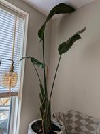 strelitzia nicolai grote kamerplant, Huis en Inrichting, Kamerplanten, Ophalen, Overige soorten, 150 tot 200 cm, Volle zon