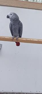 grijze roodstaart  pop, Dieren en Toebehoren, Vogels | Parkieten en Papegaaien, Vrouwelijk, Papegaai, Geringd