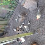 Kuikens friese hoen kriel, Meerdere dieren, Kip