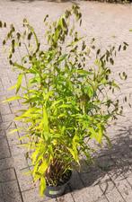 Siergras Plataargras Chasmanthium latifolium, Tuin en Terras, Ophalen of Verzenden, Vaste plant, Overige soorten, Volle zon