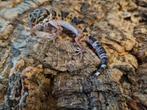 Luipaardgekko eublepharis macularis 0.0.1 #2, Hagedis