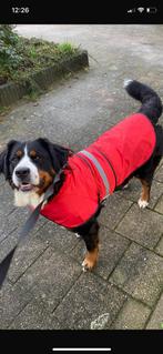 Honden regendek, Dieren en Toebehoren, Ophalen of Verzenden, Zo goed als nieuw, Hondenregenjas