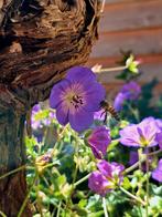Geranium 'Rozanne' 🪻, Ophalen, Halfschaduw