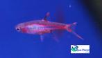 Chili Rasbora, Dieren en Toebehoren, Vis, Zoetwatervis, Schoolvis