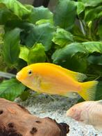 Malawi Sichlid Geel 10-13 CM, Dieren en Toebehoren, Vissen | Aquariumvissen, Vis