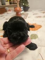 Shihi tzu, Rabiës (hondsdolheid), Overige rassen, 8 tot 15 weken, Meerdere