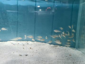 Geophagus Sveni Rio Parana Cichliden beschikbaar voor biedingen