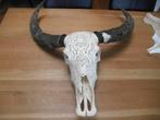 gegraveerde koeien schedel, Verzamelen, Dierenverzamelingen, Ophalen of Verzenden, Gebruikt, Boerderijdier, Schedel