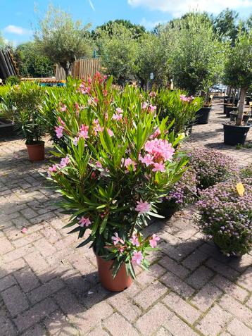 Prachtige volle oleander van 110 cm hoog vol bloemen en knop beschikbaar voor biedingen