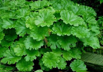Schildblad of Darmera peltata beschikbaar voor biedingen