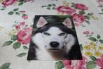 3D Stereo Postkaart - Portret Siberian Husky, Duitsland, Verzenden, 1980 tot heden, Ongelopen, Hond of Kat