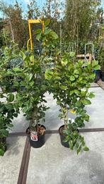 Camelia dr king hoog 125 plus grote plant beperkt aantal, Vaste plant, Halfschaduw, Lente, Ophalen