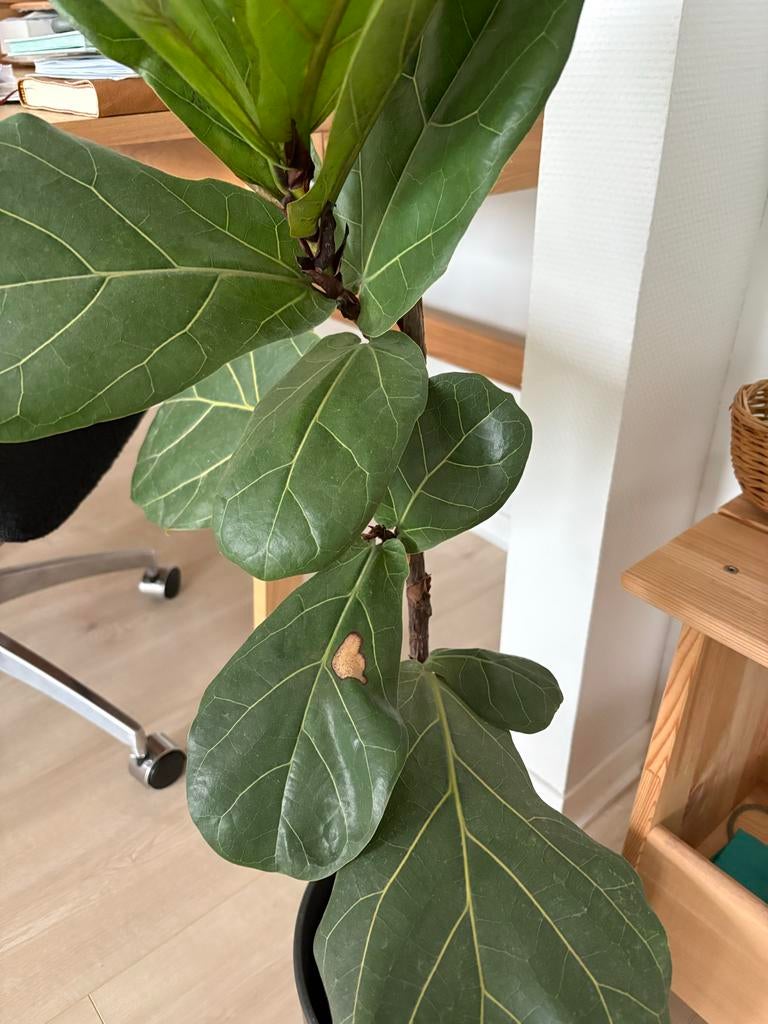 Ficus Elastica - Rubberplant, Ophalen, Ficus, Halfschaduw, In pot