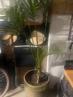 Plant met pot, Bloeit niet, Halfschaduw, Minder dan 100 cm, Overige soorten